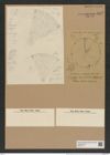 Aulacodiscus cellulosus Grove et Sturt. (de-Toni-Nr.: Genus 182, Species 4511) Zeichnungen Sammlung Grunow Nr. 8082 (NHMW-BOT-W0377411)